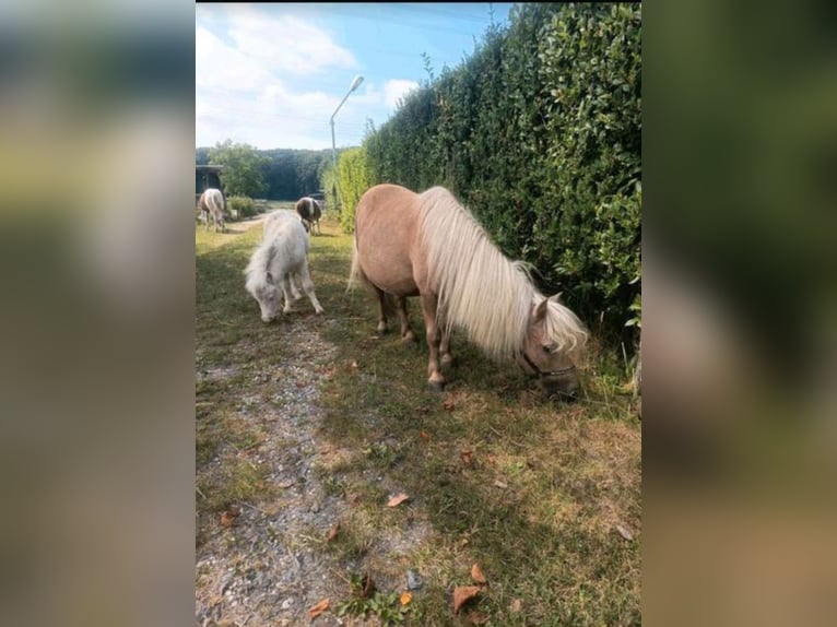 Mini pony Shetland Yegua 16 años 85 cm Palomino in Gelsenkirchen