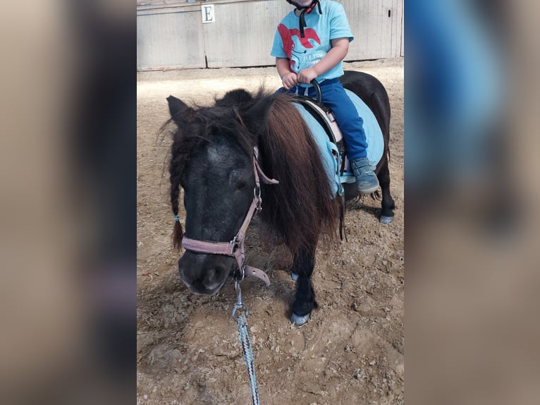 Mini pony Shetland Yegua 17 años 80 cm Negro in Desselbrunn