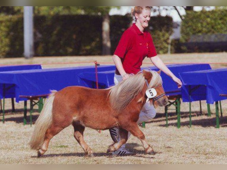 Mini pony Shetland Yegua 17 años 83 cm Alazán in Osternienburger Land