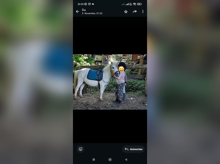 Mini pony Shetland Yegua 17 años 95 cm in Bad Gandersheim