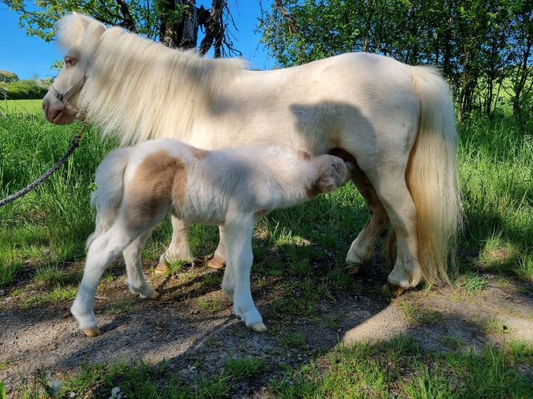 Mini pony Shetland Yegua 17 años Cremello in Eisenach