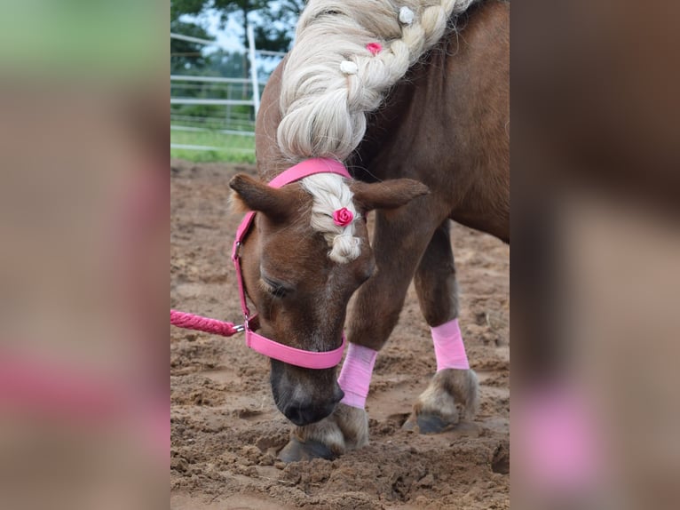 Mini pony Shetland Yegua 18 años 82 cm Castaño in Schwerinsdorf