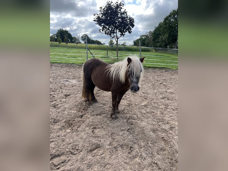 Mini pony Shetland Yegua 18 años 82 cm Castaño in Schwerinsdorf