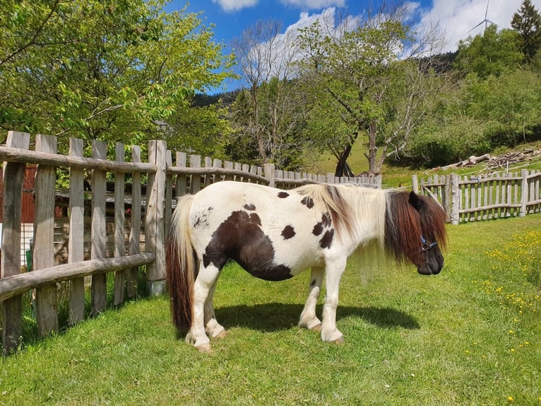 Mini pony Shetland Yegua 18 años Tordillo negro in Deutschlandsberg