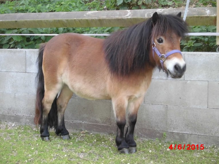 Mini pony Shetland Yegua 19 años 82 cm Castaño in Berthelsdorf