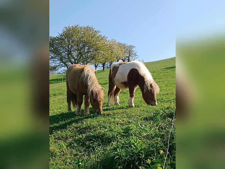Mini pony Shetland Yegua 1 año 83 cm Bayo in Wiesen