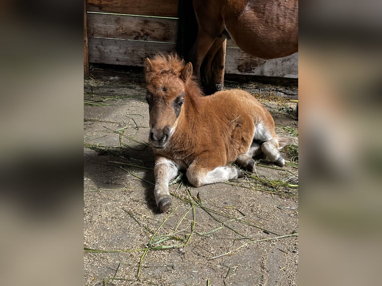 Mini pony Shetland Yegua 1 año 86 cm Alazán in Oberwölz