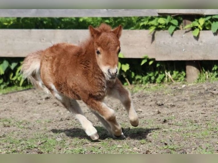 Mini pony Shetland Yegua 1 año 86 cm Alazán in Oberwölz