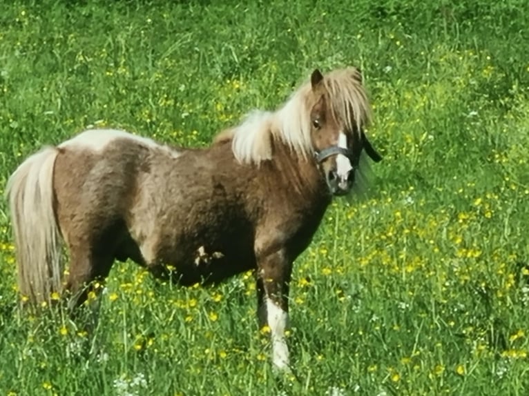 Mini pony Shetland Yegua 1 año in Kaprun