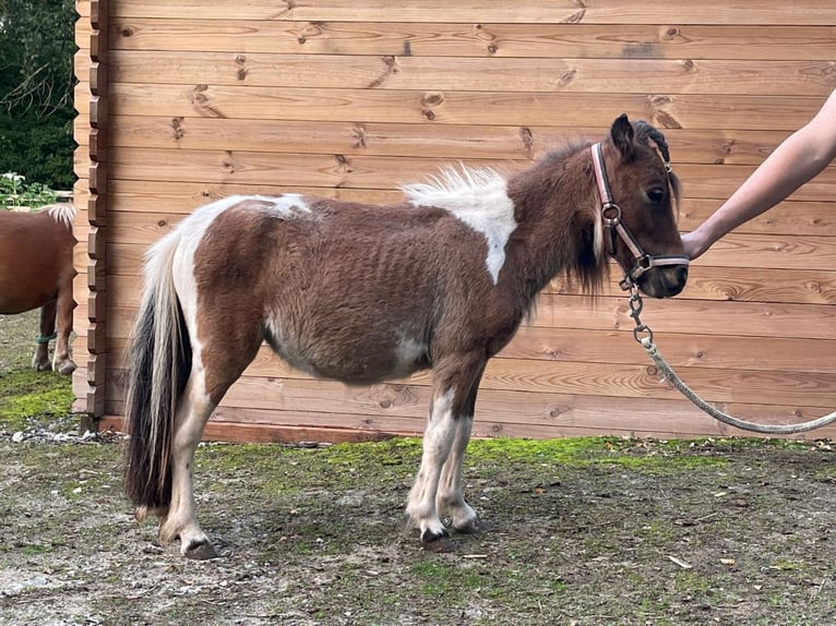 Mini pony Shetland Yegua 1 año Pío in Castell