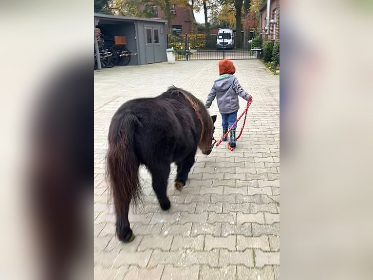 Mini pony Shetland Yegua 21 años 85 cm Negro in Halle