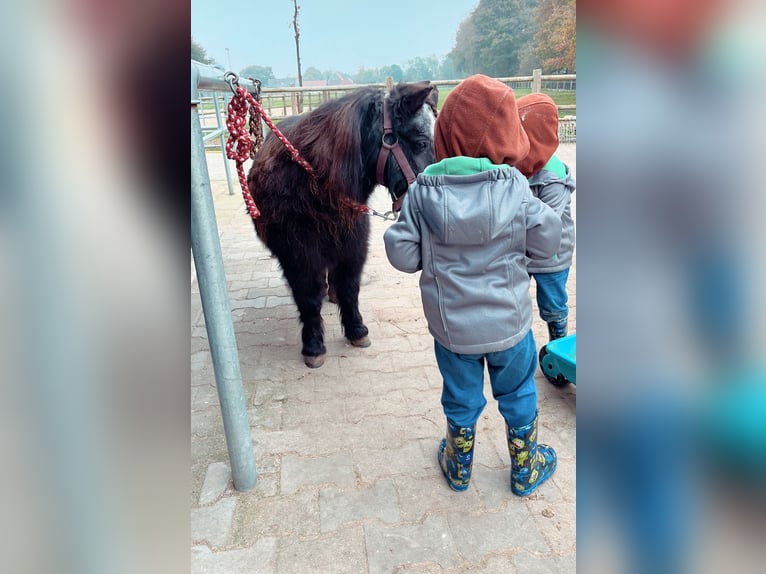 Mini pony Shetland Yegua 21 años 85 cm Negro in Halle