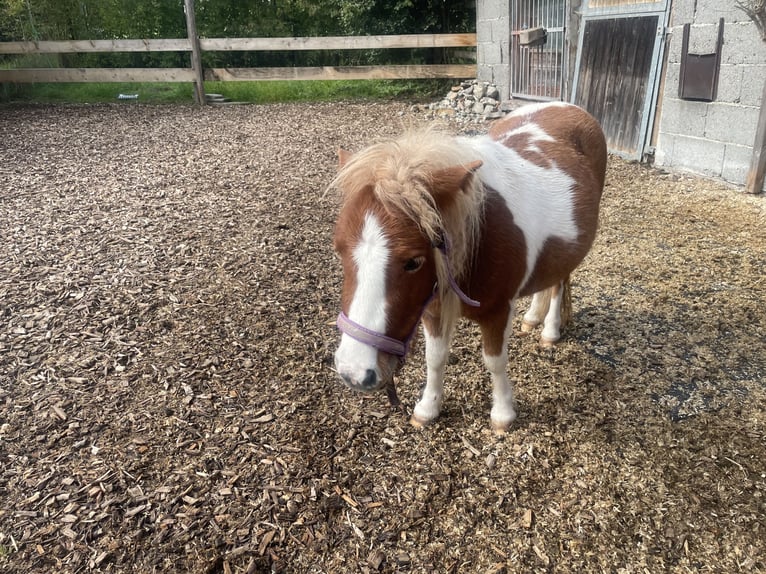 Mini pony Shetland Yegua 2 años 73 cm Pío in Aulendorf