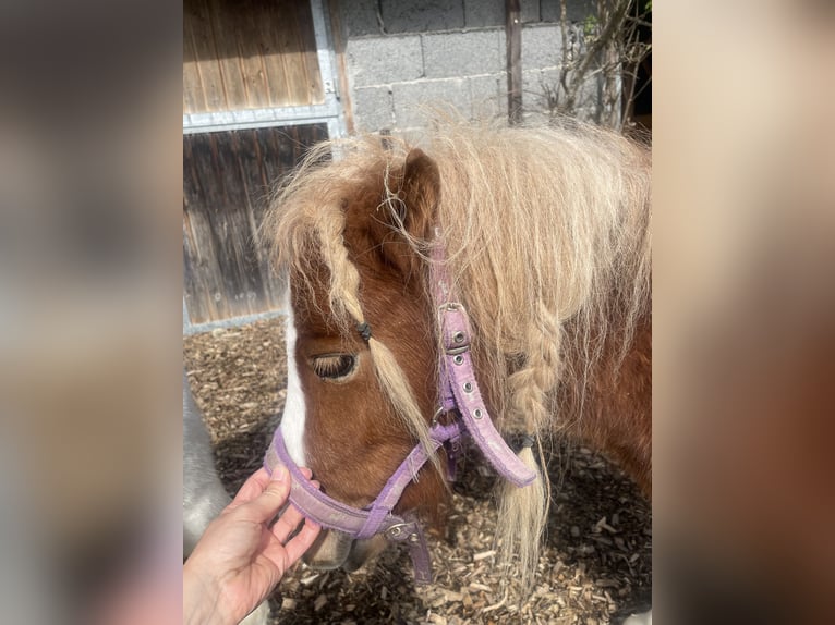 Mini pony Shetland Yegua 2 años 73 cm Pío in Aulendorf