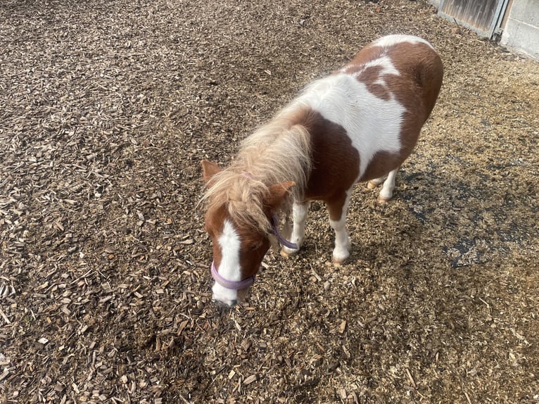Mini pony Shetland Yegua 2 años 73 cm Pío in Aulendorf