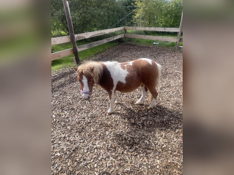 Mini pony Shetland Yegua 2 años 73 cm Pío in Aulendorf