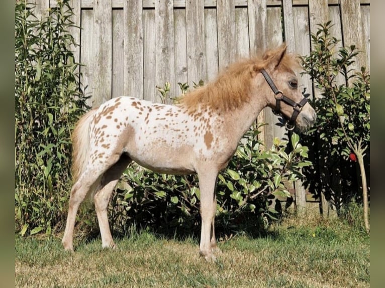 Mini pony Shetland Yegua 2 años 77 cm Atigrado/Moteado in Schemmerhofen