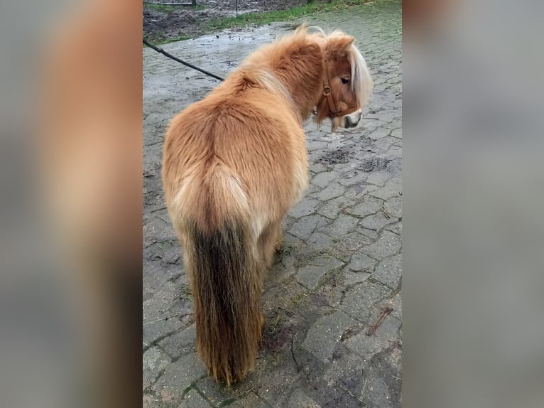 Mini pony Shetland Yegua 2 años 82 cm Bayo in Preußisch Oldendorf