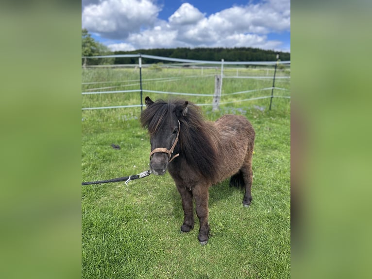 Mini pony Shetland Yegua 2 años 83 cm Buckskin/Bayo in Uslar