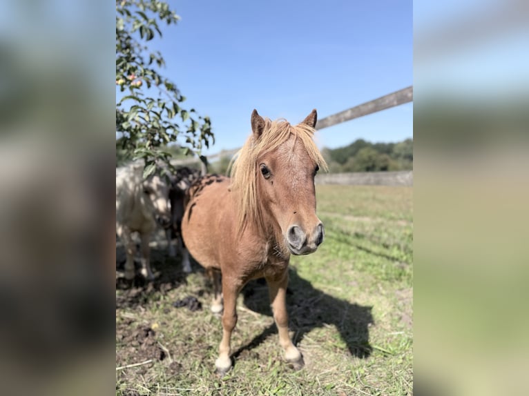 Mini pony Shetland Yegua 2 años 85 cm Alazán in Süsel