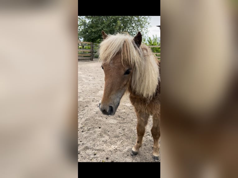 Mini pony Shetland Yegua 3 años 78 cm Alazán in Wiek