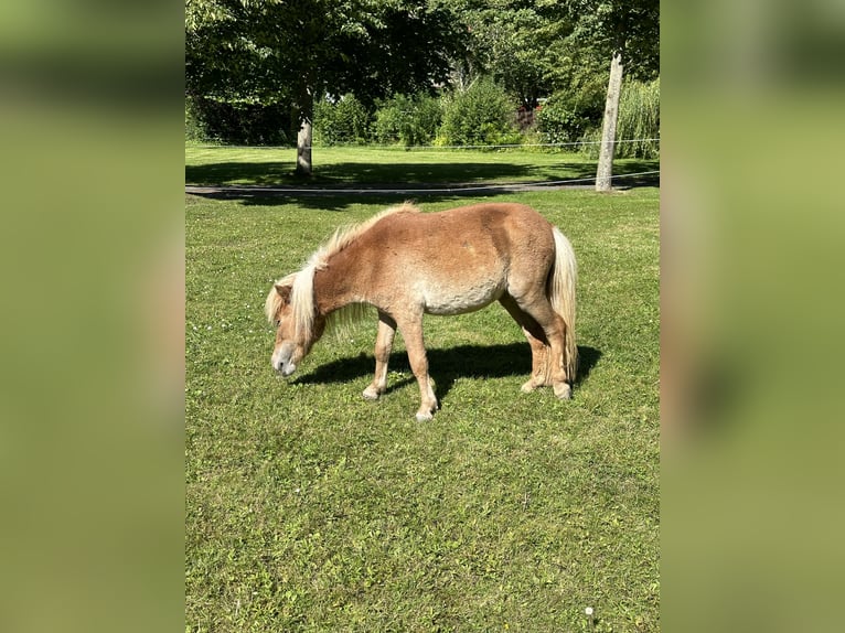 Mini pony Shetland Yegua 3 años 78 cm Alazán in Wiek