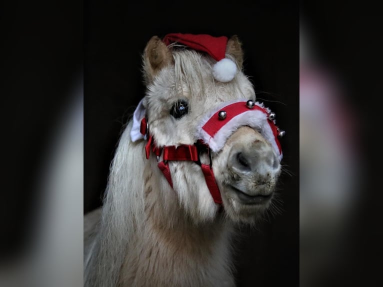 Mini pony Shetland Yegua 3 años 78 cm Palomino in Nümbrecht
