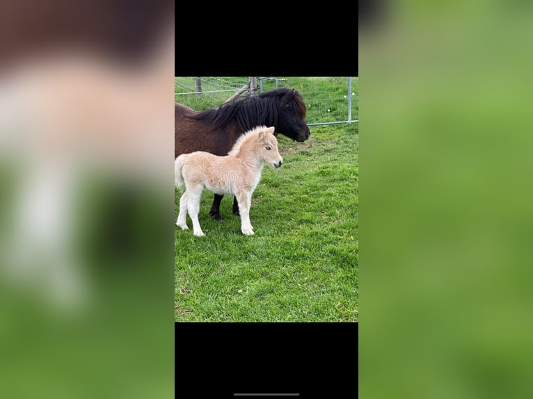 Mini pony Shetland Yegua 3 años 78 cm Palomino in Nümbrecht