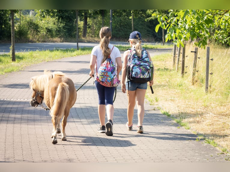 Mini pony Shetland Yegua 3 años 80 cm Palomino in Radebeul