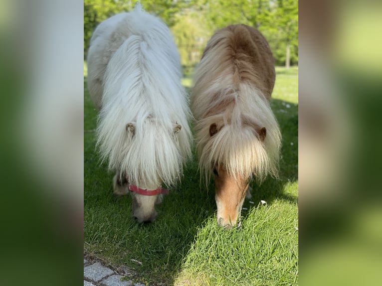 Mini pony Shetland Yegua 3 años 83 cm Palomino in Wiek