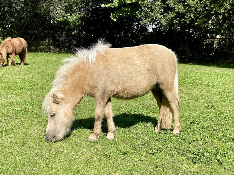 Mini pony Shetland Yegua 3 años 83 cm Palomino in Wiek