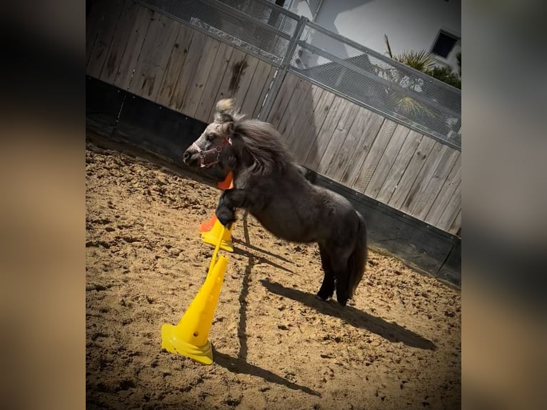 Mini pony Shetland Yegua 4 años 75 cm Tordo in Langerringen