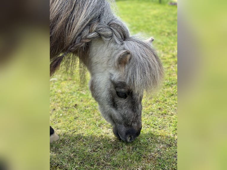 Mini pony Shetland Yegua 4 años 75 cm Tordo in Langerringen