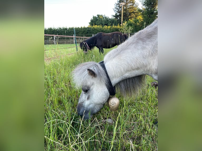 Mini pony Shetland Yegua 4 años 75 cm Tordo in Langerringen