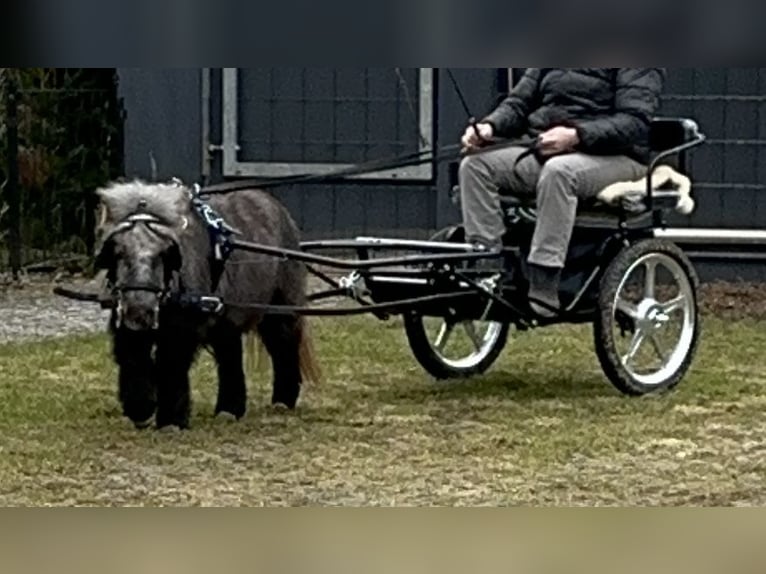 Mini pony Shetland Yegua 4 años 75 cm Tordo in Langerringen