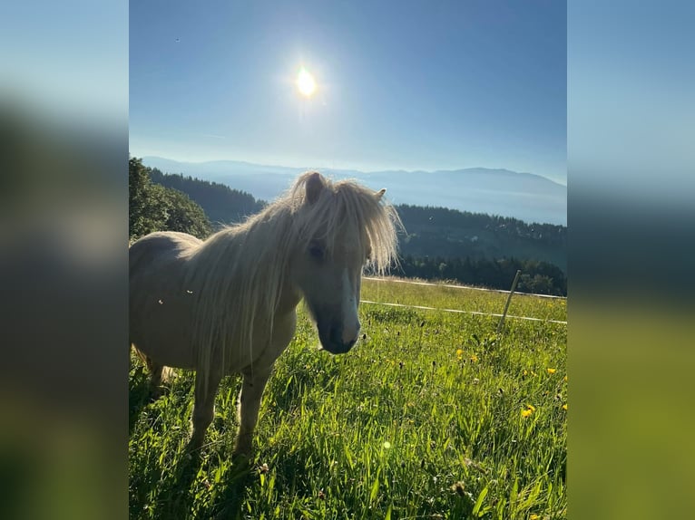 Mini pony Shetland Yegua 4 años 78 cm Dunalino (Cervuno x Palomino) in St. Andrä