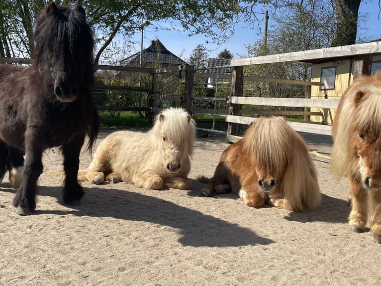 Mini pony Shetland Yegua 4 años 83 cm Palomino in Wiek