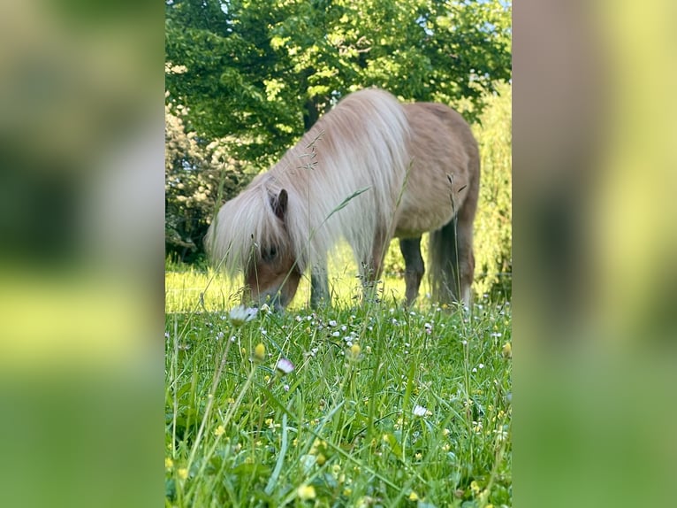 Mini pony Shetland Yegua 4 años 83 cm Palomino in Wiek