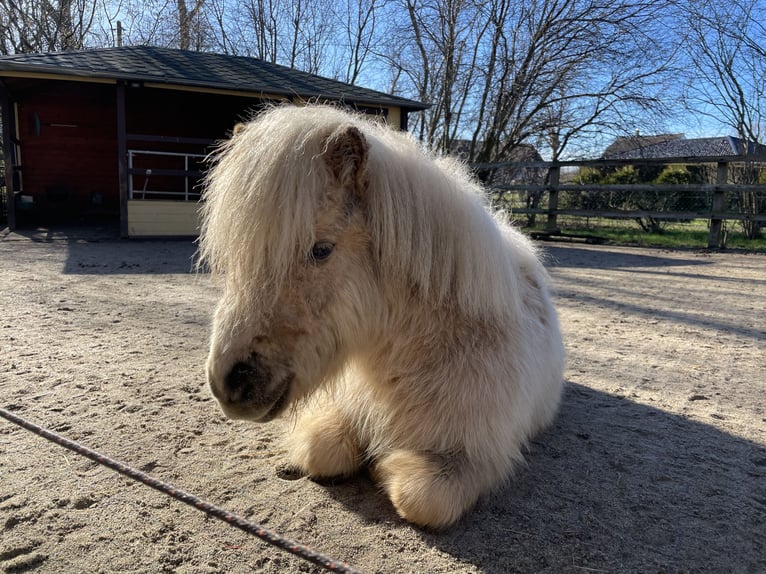 Mini pony Shetland Yegua 4 años 83 cm Palomino in Wiek