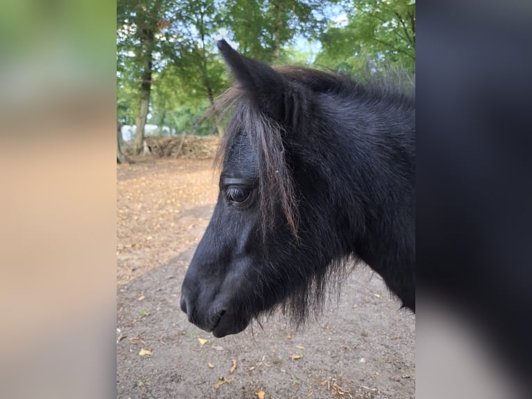 Mini pony Shetland Yegua 4 años 86 cm Castaño in Graben-Neudorf