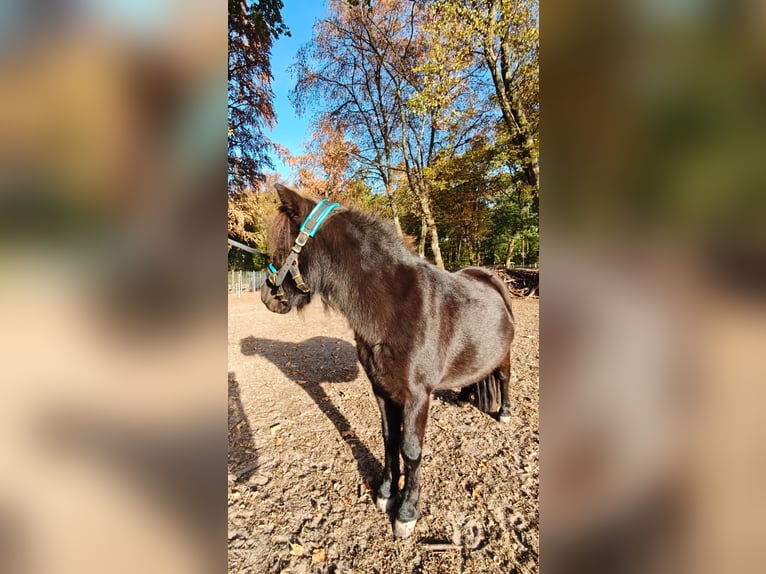 Mini pony Shetland Yegua 4 años 86 cm Castaño in Graben-Neudorf