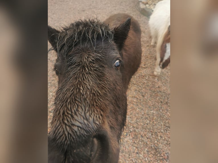 Mini pony Shetland Mestizo Yegua 5 años 100 cm Negro in fréjus