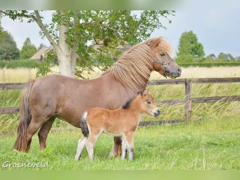 Mini pony Shetland Yegua 5 años 189 cm Castaño in Gouderak