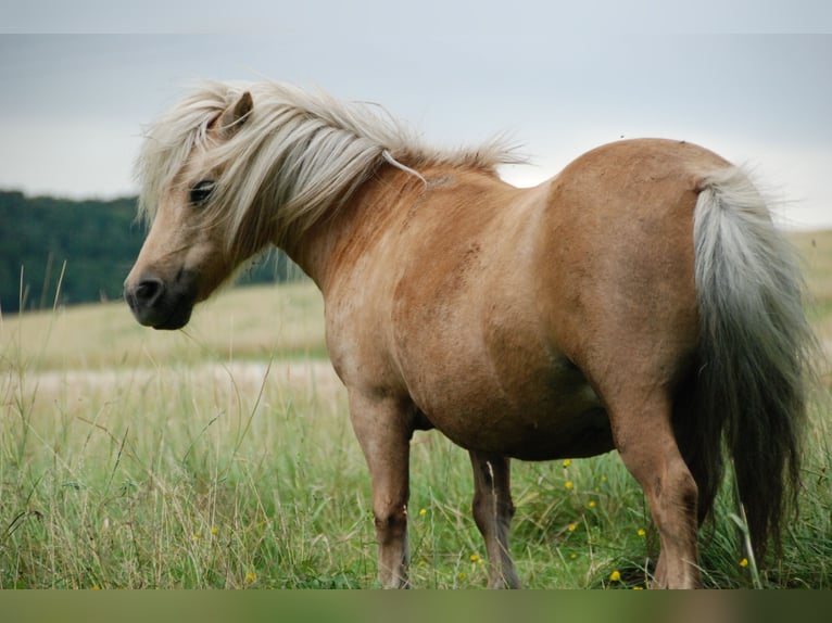 Mini pony Shetland Yegua 5 años 78 cm Palomino in Kassel