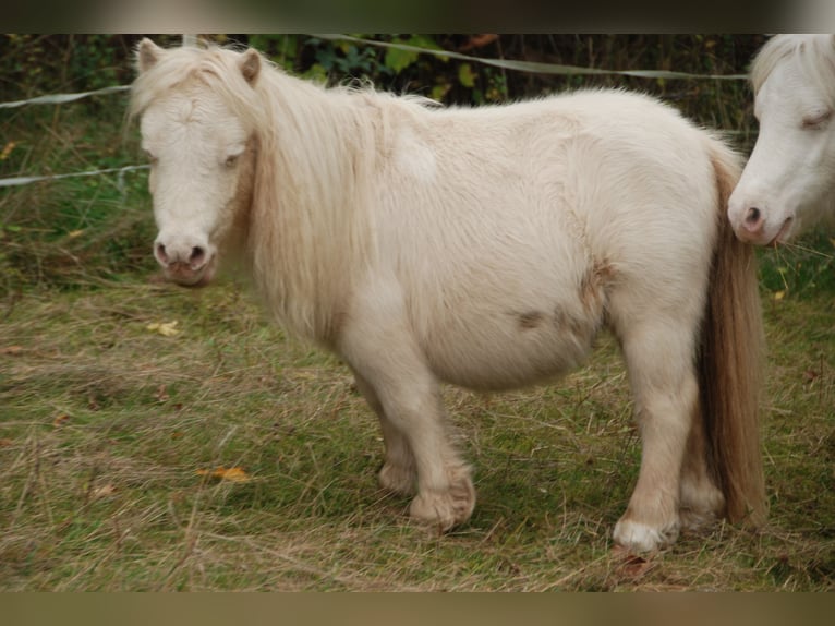 Mini pony Shetland Yegua 5 años 78 cm Palomino in Kassel
