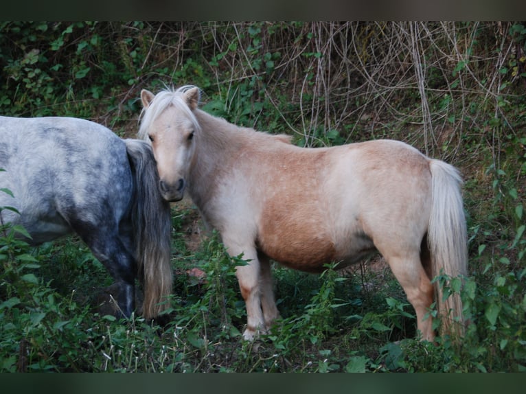 Mini pony Shetland Yegua 5 años 78 cm Palomino in Kassel