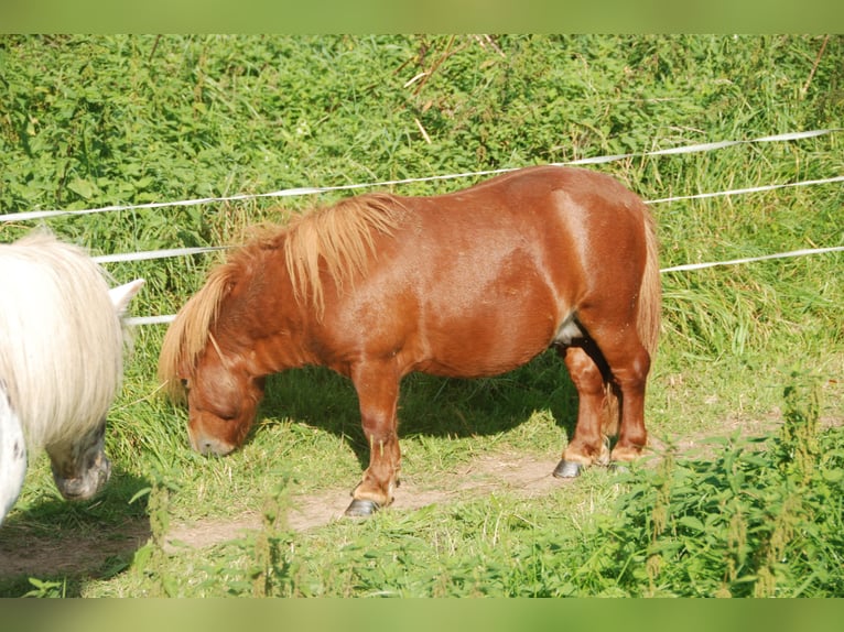 Mini pony Shetland Yegua 5 años 78 cm Palomino in Kassel