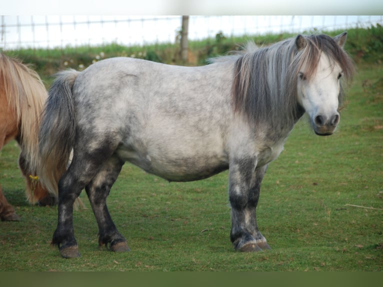 Mini pony Shetland Yegua 5 años 78 cm Palomino in Kassel