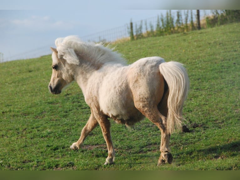 Mini pony Shetland Yegua 5 años 78 cm Palomino in Kassel