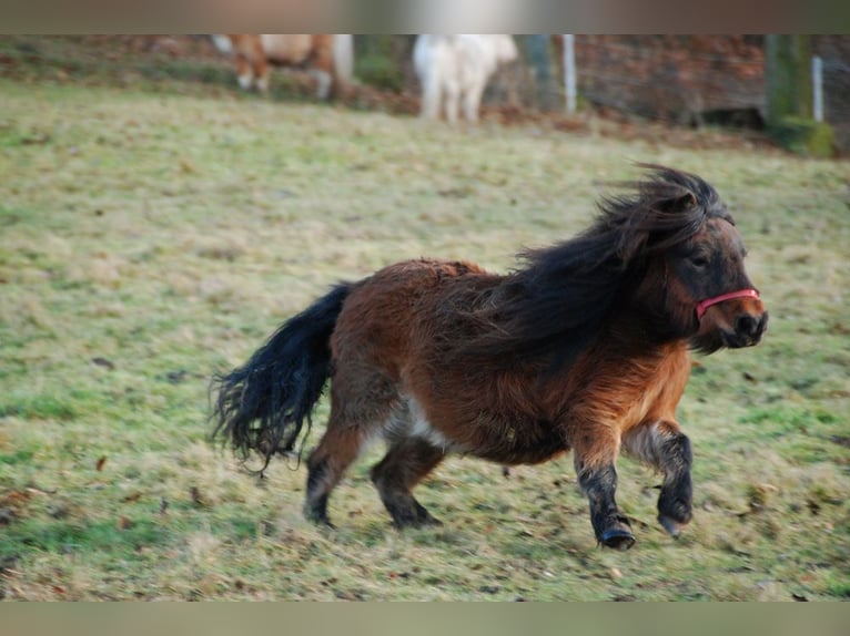 Mini pony Shetland Yegua 5 años 78 cm Palomino in Kassel